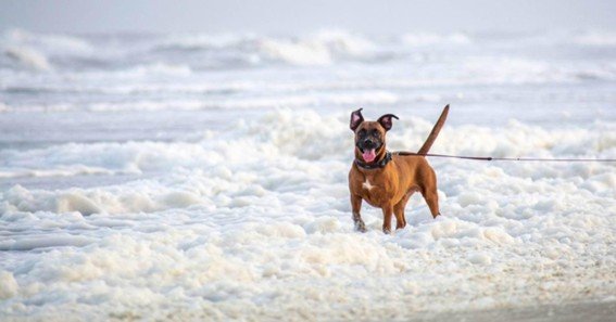 fawn's small dog rescue jacksonville fl
